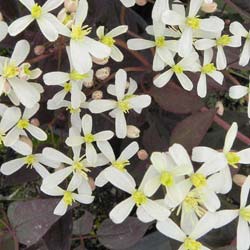 Clematite prpura